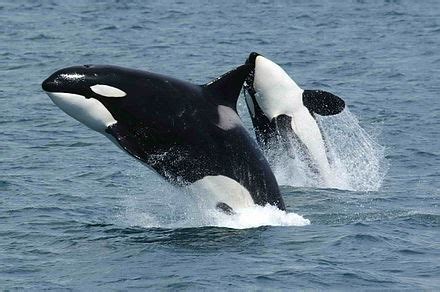 killer whale wikipedia|killer whale binomial name.